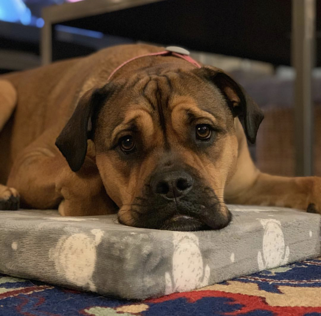 Bultweiler lying down on its mattress bed with its sad face