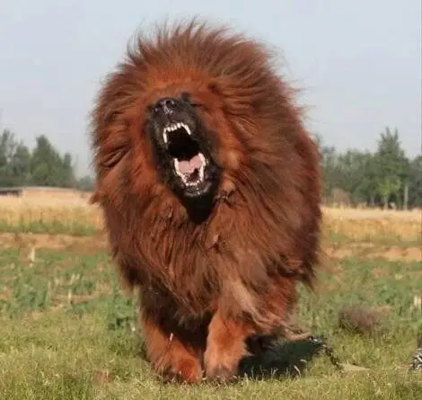aggressive large Tibetan Mastiff dog in the field