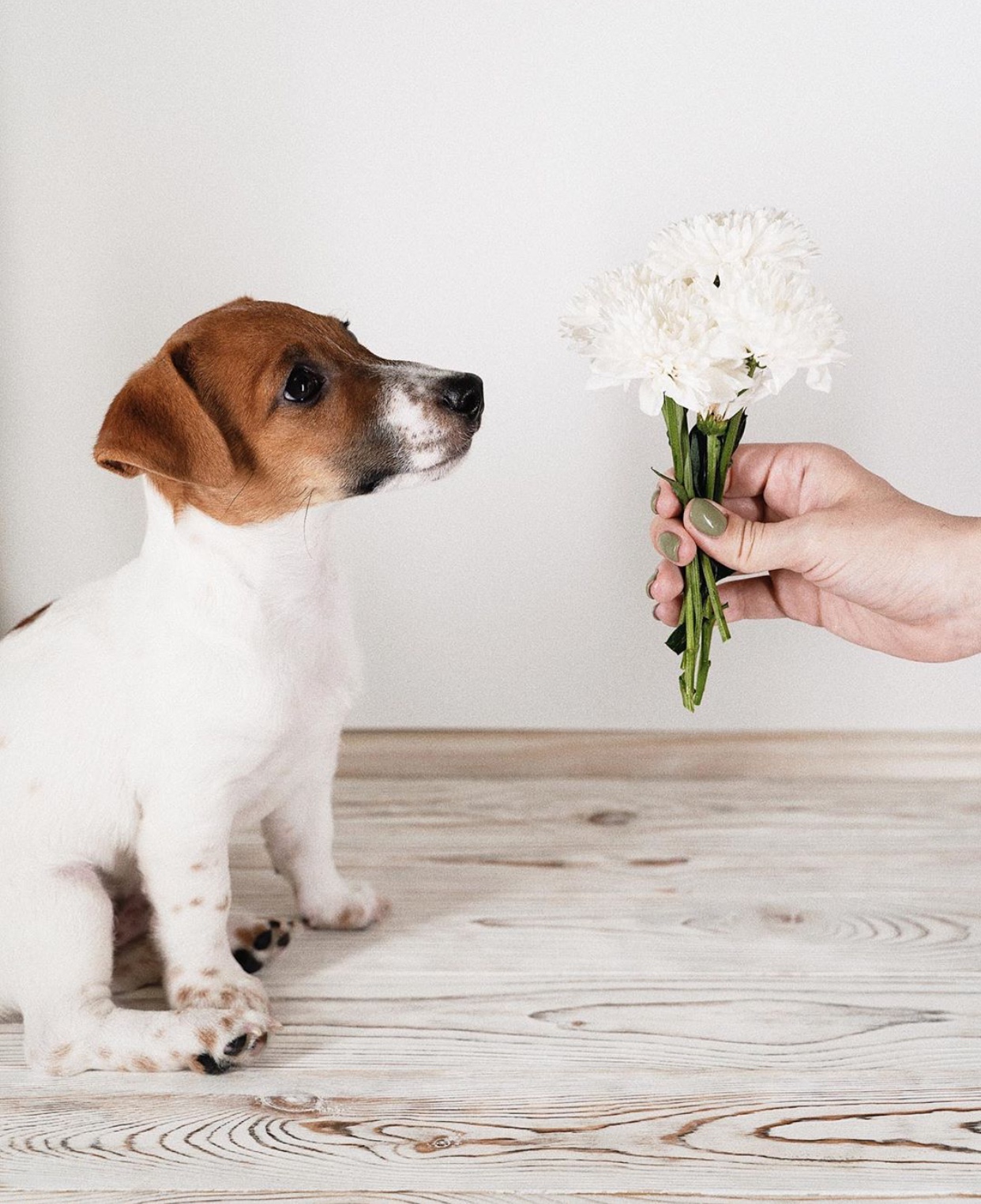 Jack Russell Terrier sitting on the wooden table while staring at the white flowers in the hand of a woman