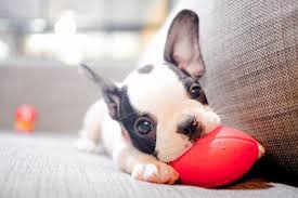 A French Bulldog puppy lying on the couch with its stuffed toy in its mouth