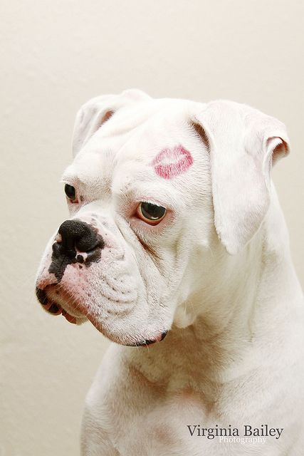 white Boxer dog with a red kiss mark on its head