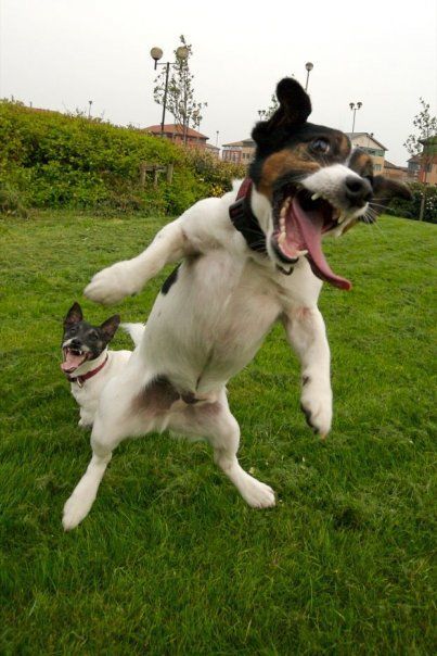 Jack Russell jumping with its mouth wide open in the yard