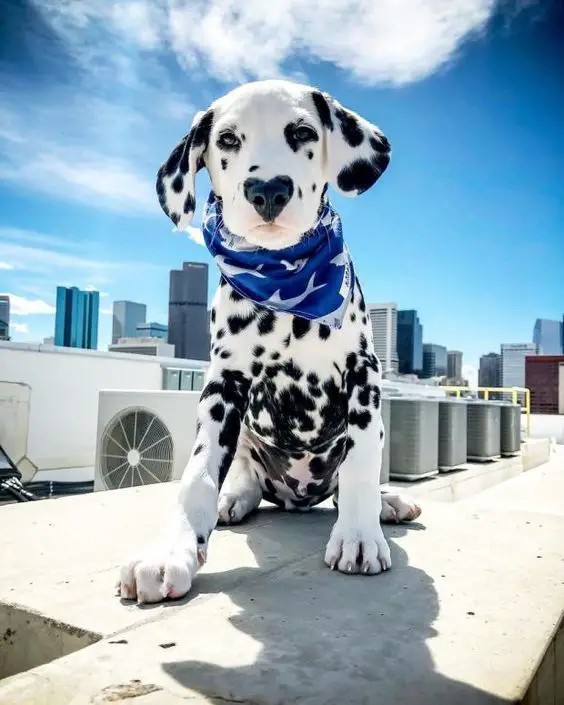 Dalmatian sitting on top of the building rooftop
