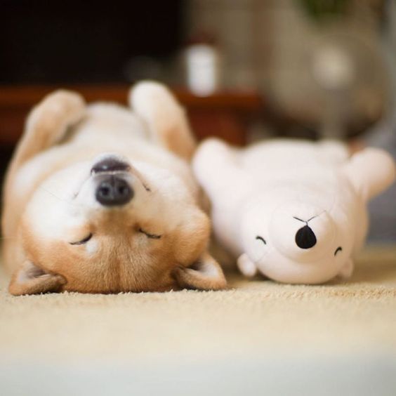 Shiba Inu puppy lying on its back sleeping on the floor beside a stuffed toy