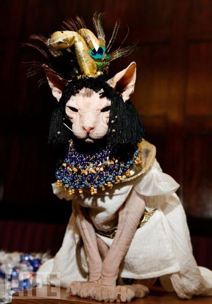 Sphynx Cat in an Egyptian outfit sitting on top of the table