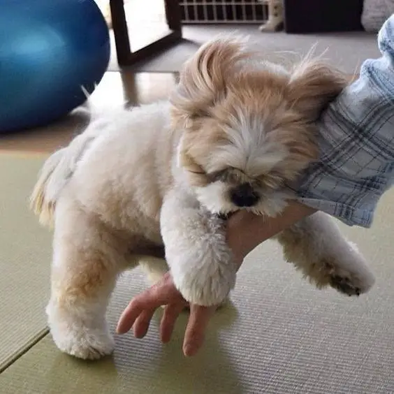 Shih Tzu leaning on its owner's arm