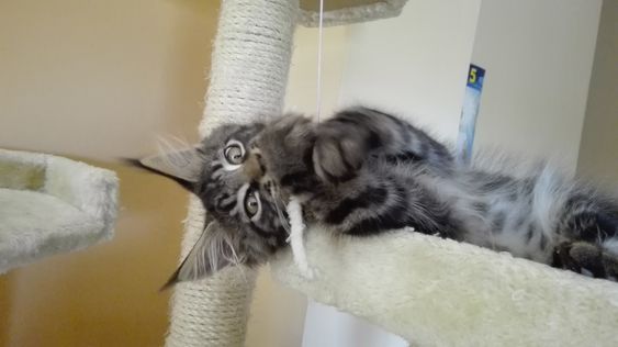 Maine Coon lying on the bed playing