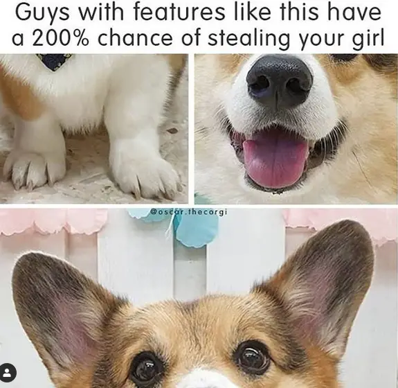 collage photo of a Corgi's feet, mouth, eyes, and ears and with caption - Guys with features like this have 1 200% chance of stealing your girl