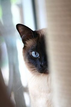 Siamese Cat peeking behind the cat tower