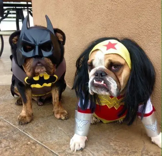  English Bulldog in funny super hero costume, one is batman and the other is wonderwoman