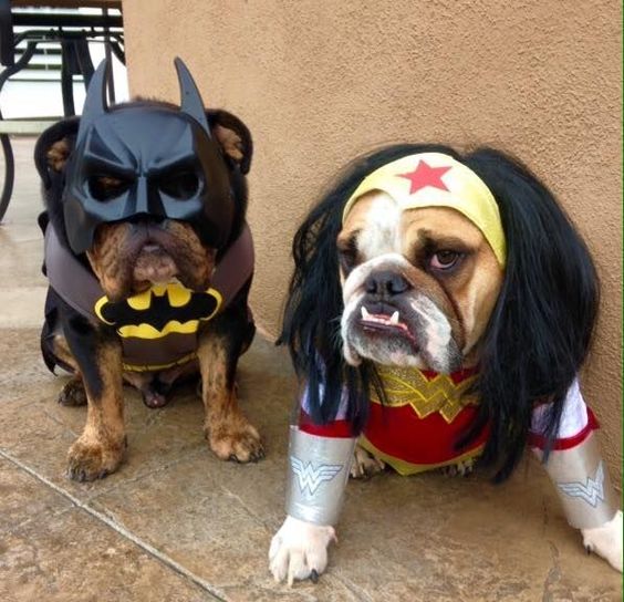 English Bulldog in funny super hero costume, one is batman and the other is wonderwoman