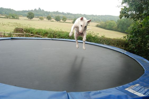 English Bull Terrier jumping on a trampoline outdoors