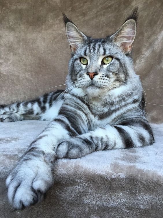 Maine Coon Cat resting on the couch