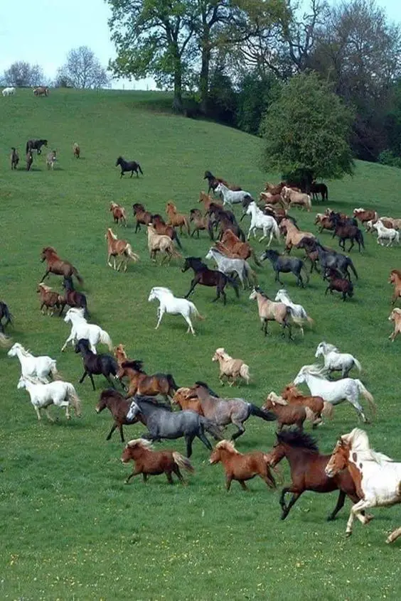 herd of horses running on a field of green grass