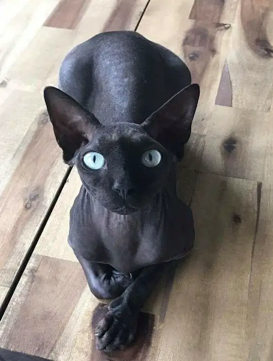 A black Sphynx Cat lying on top of the wooden table while looking up