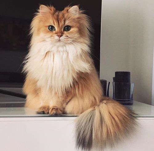 Persian Cat sitting on top of the TV stand