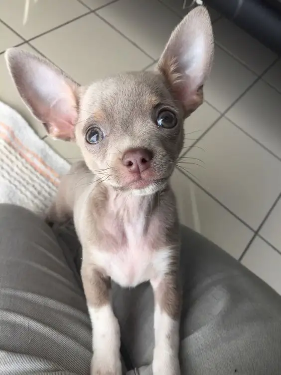 Chihuahua on its bed looking up with its begging face