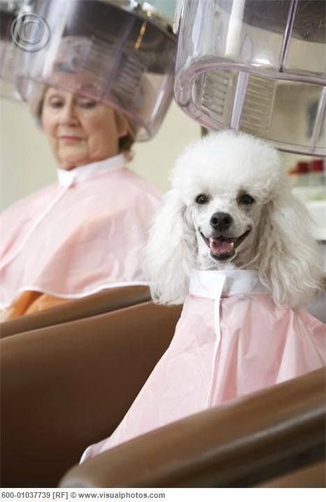 Poodle sitting in the salon next to a woman