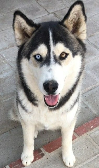 A Husky sitting on the pavement