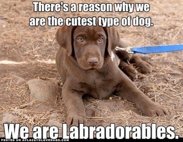 15 Funny Labrador Memes That Will Make Your Day! - The Paws 15 Funny Labrador Memes That Will Make Your Day! - The Paws