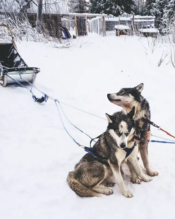 two Huskies wearing a sled leash while sitting in snow