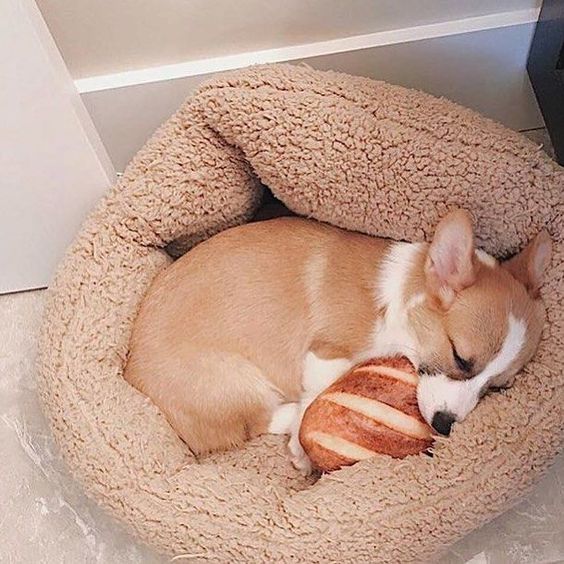 Corgi dog soundly sleeping on its bed