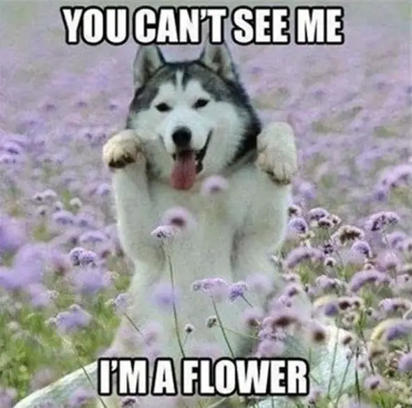 A Husky in the middle of the field of purple flowers photo and with text -You can't see me. I'm a flower