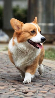 Corgi walking on the pavement while looking sideways