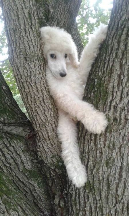 A Poodle stuck in a tree