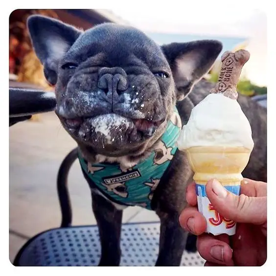 A French Bulldog standing on top of the chair while eating ice cream