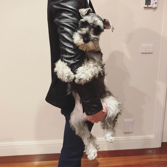 Schnauzer with its arms wrapped around the arm of a man