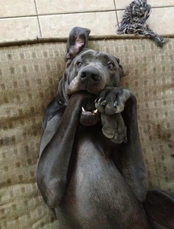 Great Dane lying on the its bed biting its own hand