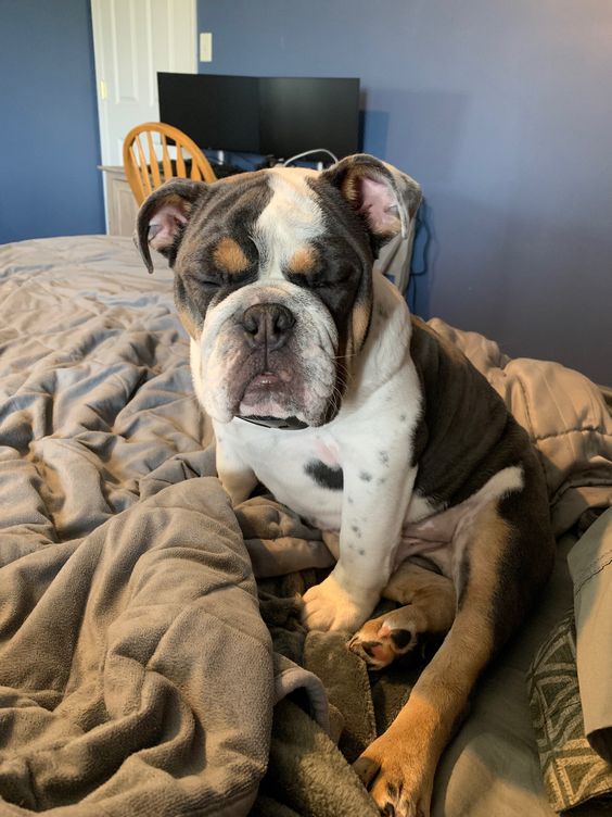 a tired English Bulldog sitting on the bed with its eyes closed