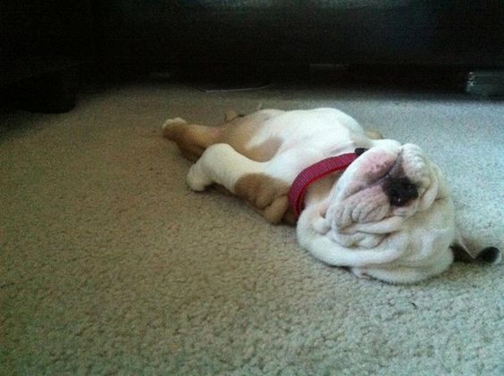 An English Bulldog puppy lying flat with its back on the floor while sleeping