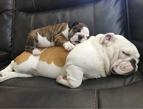 An adult English Bulldog sleeping on the couch with her English Bulldog puppy sleeping on top of her back