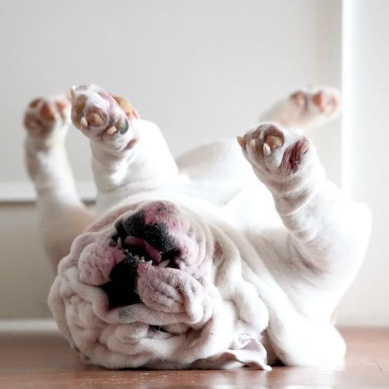 An Bulldog lying on its back with its legs raised up while sleeping