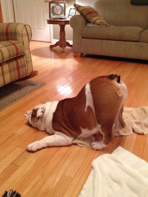 An English Bulldog lying down sleeping on the floor with its butt and back legs standing up