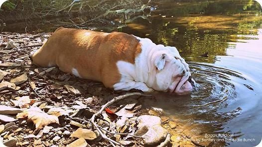 An English Bulldog sleeping on the edge of the lake