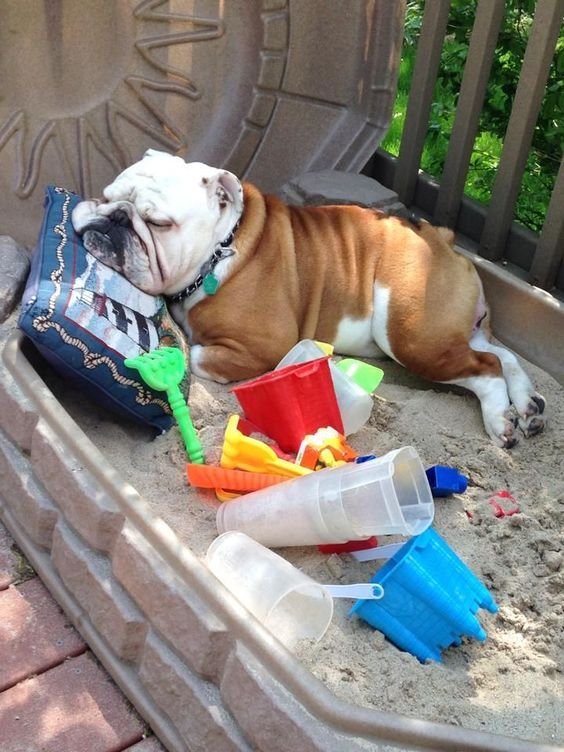 An English Bulldog sleeping in the sand with toys