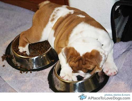 An English Bulldog puppy sleeping with its face and feet on the bowl