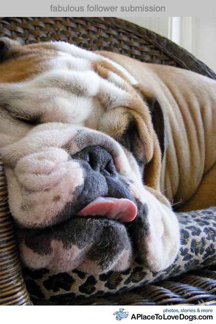 An English Bulldog lying on the chair with its tongue out