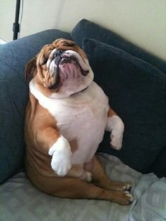 An English Bulldog sitting on the couch while sleeping