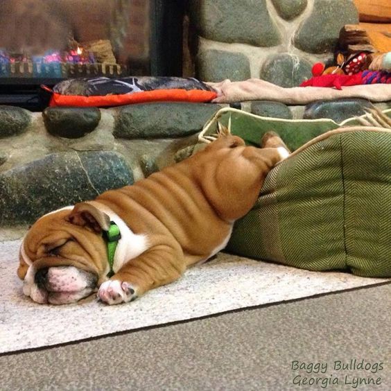 An English Bulldog sleeping on the floor with its back legs on the bed