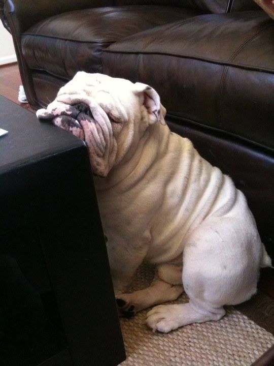 A English Bulldog sitting on the floor with its face leaning towards table