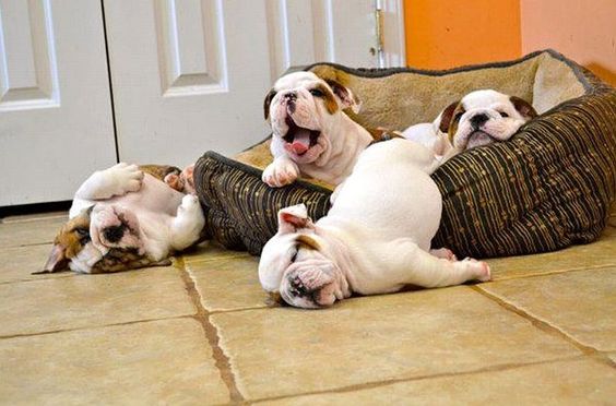 four English Bulldog puppies sleeping on its bed and on the floor