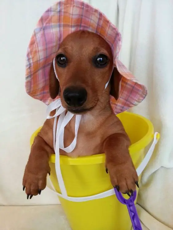 Dachshund inside a yellow bucket while wearing a summer hat