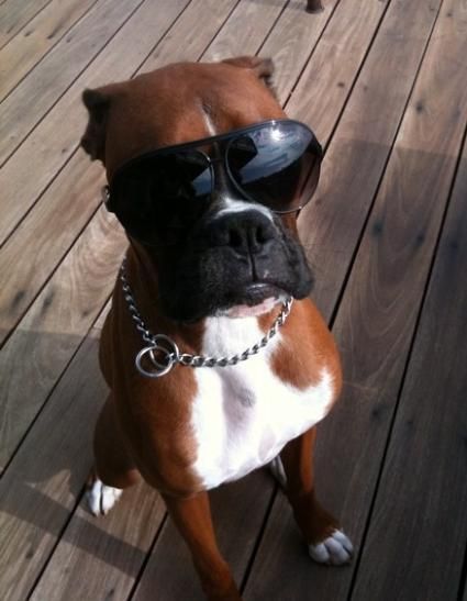 Boxer dog sitting on the wooden floor while wearing sunglasses