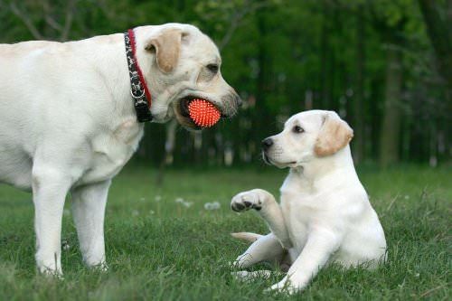 yellow adult Labrador Retriever giving a ball to a yellow Labrador Retriever puppy