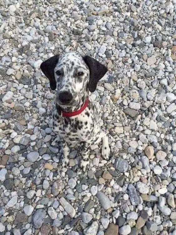 Dalmatian sitting on the pebbles while looking up