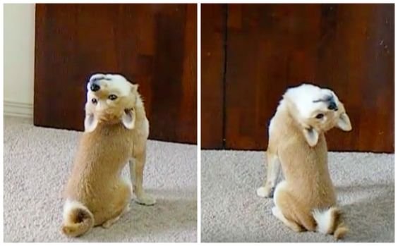 Shiba Inu siting on the floor while looking back in a weird position